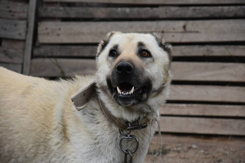 İklim krizi Kangal köpeklerini de etkiledi: Doğum oranı yüzde 50 düştü - Resim: 1